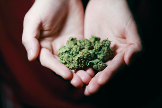 CBD vs. THC: Descubriendo los beneficios del CBD y los riesgos asociados al THC